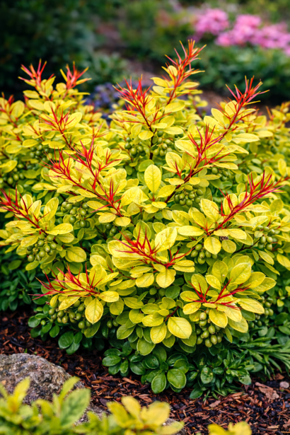 Барбарис середній Дуал Джевел|Berberis x media ’Dual Jewel’|Барбарис средний Дуал Джевел